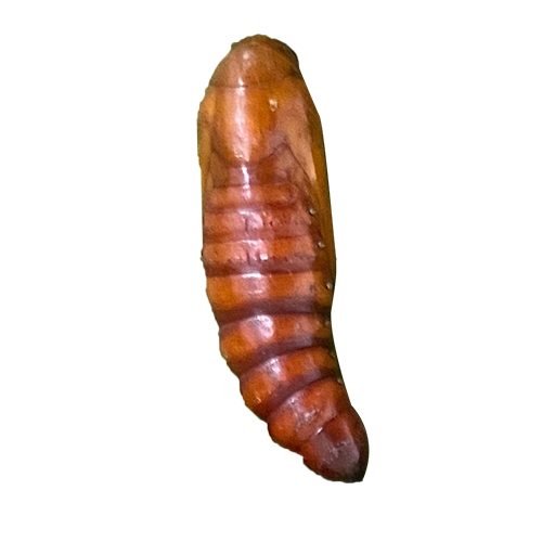 科云® 實(shí)驗(yàn)昆蟲——棉鈴蟲